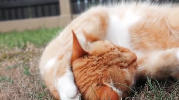 Adorable Gato Rojo Cleand Cara Amd Patas Acostado Espalda Aire — Vídeos de Stock