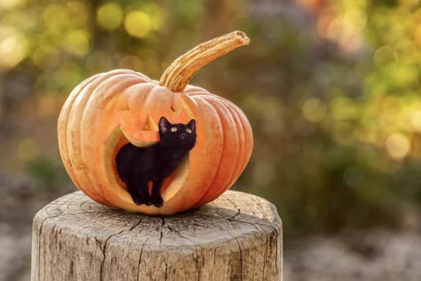 Lustiges Schwarzes Kätzchen Schaut Aus Gruselig Geschnitztem Kürbis Auf Baumstempel — Stockvideo