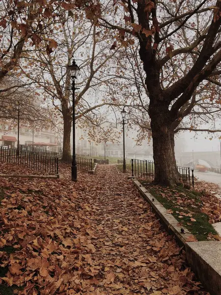 Şehir Rıhtımında Düşen Yapraklar Çıplak Ağaçlarla Dolu Puslu Bir Sonbahar — Stok fotoğraf