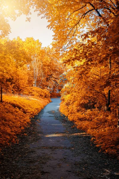 Güneşli bir günde altın sonbahar parkında yol bomboş. İnanılmaz sonbahar sezonu