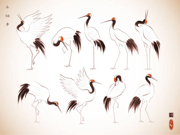 Pássaros Guindastes Coroa Vermelha Japoneses Estilo Oriental Tinta Tradicional Japonesa — Vetor de Stock