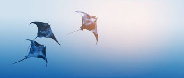 Üç manta vatozu zarif bir şekilde mavi sularda yüzüyor. Hayalci minimalist sumi-e resim