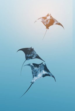 Üç manta vatozu zarif bir şekilde mavi sularda yüzüyor. Hayalci minimalist sumi-e resim.