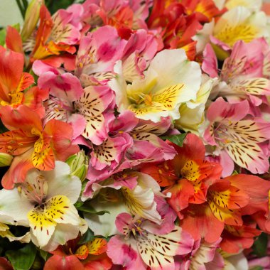 Çok renkli yaz çiçeklerinden toplanmış narin bir buket. Güzel bir arka plan olduğu ortaya çıktı..