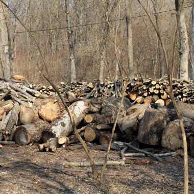 Kış için odun kesen, ormanın kenarında yerde duran ağaç gövdeleri. Isınma mevsimi için hazırlanılıyor