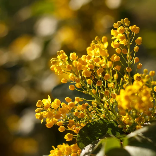 Mahonia Repens Gele Mooie Honingboom Bloeit Tuin Het Voorjaar — Stockfoto