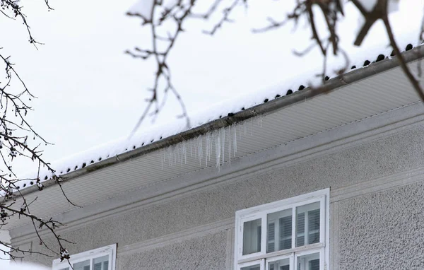 Big Icicles hang on the snow roof of a residential building in winter, dangerous for health of residents