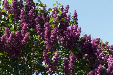 Yapraklardan ve gökyüzünden yeşil arka planda çiçek açan güzel leylak ağacı.