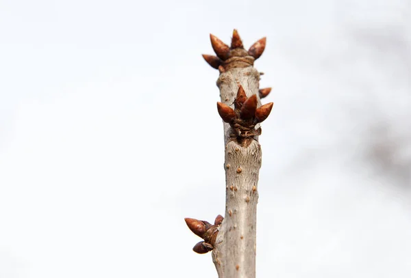 Early spring, buds begin to swell and bloom on fruit trees in garden