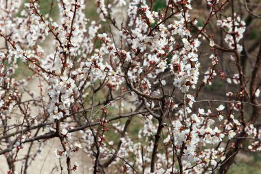 Kayısı büyük meyve ağacı, baharda bahçede sık beyaz çiçekler eşliğinde çiçek açar. Tozlaşma dönemi. Güzel bahar arkaplanı