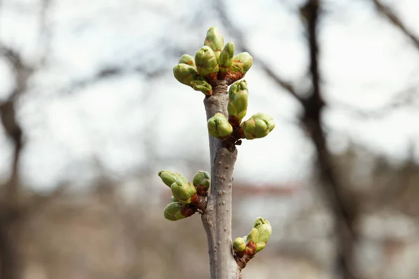 嫩芽膨胀起来 伸展着果树 白樱桃的第一片叶子 春天的农业工作开始了 图库照片