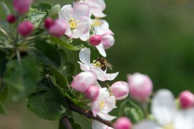 Bee collects nectar and pollinates flowers of flowering apple tree fruit tree in garden on green background