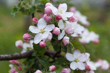 Flowering apple tree. Beautiful delicate large apple tree flowers blossomed on tree branches in the garden in spring, beautiful green background