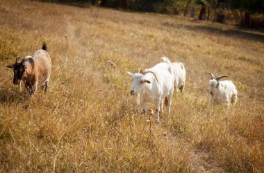 A group of beautiful pet goats graze and walk in a meadow on a farm on a sunny day