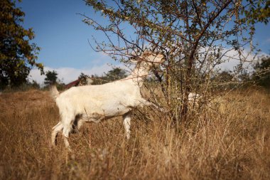 Beautiful white pet goat grazes in a meadow and eats leaves in a tree on a sunny day, on a farm