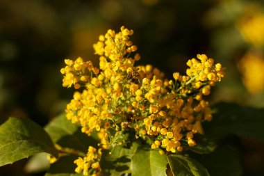 Blossoming beautyful yellow Mahonia repens - honey tree in the garden. Bee collects nectar