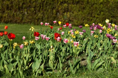 Landscape of multicolored flowering tulips in spring garden against the backdrop of yew in suny day