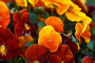 Geranium odorata red and orange field of flowering summer flowers in park, beauty backgroung