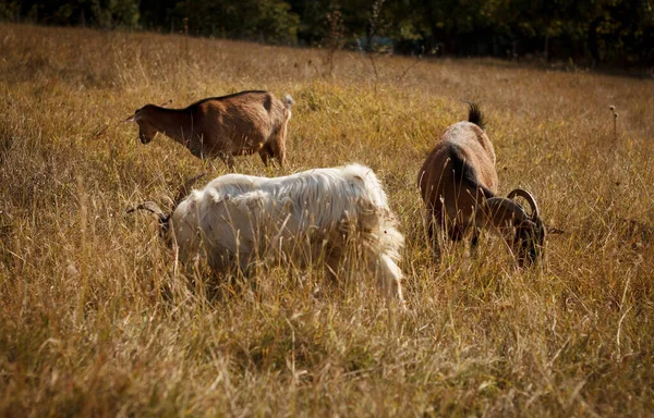 A group of beautiful pet goats graze and walk in a meadow on a farm on a sunny day