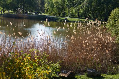 Landscape. People walk and relax in a public park with a lake and green plants. Spring, sunny weather