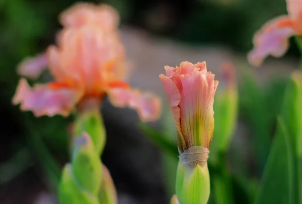 Kvetoucí Smetana Béžová Duhovka Květ Zblízka Mezi Jinými Květinami — Stock fotografie