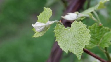 İlkbaharın başlarında üzüm bağında yetişir. Genç asma, şarap üzümleri, parlak yeşil yapraklı.