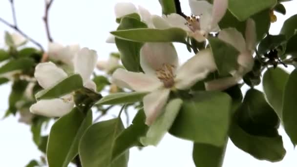 Bloei Van Kweepeer Het Voorjaar Een Fruitboom Van Kweepeer Bloeide — Stockvideo