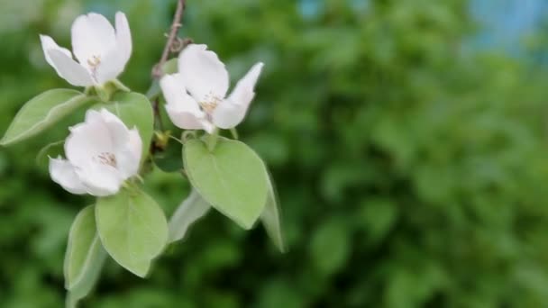 Drie Knappe Witte Bloemen Bloeiden Een Tak Van Kweepeer Boom — Stockvideo