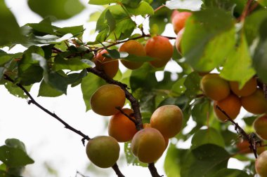 Ağaç bahçesinde olgunlaşmış olgun kayısılar, açık havada taze meyveler, tarım mahsulleri.
