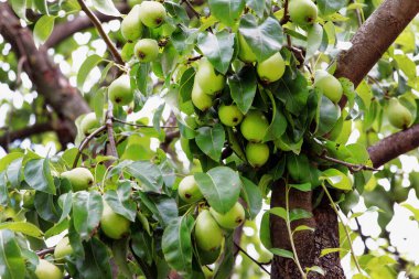 Zengin armut hasadı. Armut ağacında bir sürü armut olgunlaşır, yazın bahçede.