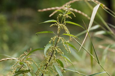 Yeşil çimenlerin arasındaki bir çayırda çiçek açan beyaz ısırgan otu bitkileri, Lamium albümü. Avrupa ve Asya genelinde doğaldır, açık otlaktan ormanlık alana, arka planda çeşitli habitatlarda yetişir.