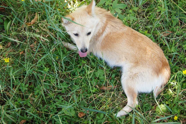 美しい普通の若いモングレルの犬は太陽と休息で草の上にあります — ストック写真