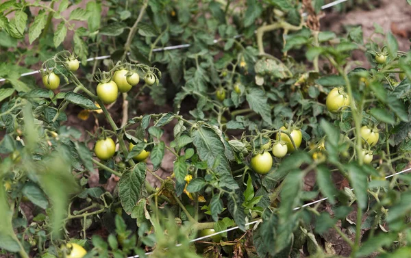 Green tomatoes growing on a vine in a vegetable garden. Green tomatoes growing on bed and tied with a rope so that they do not fall from gravity
