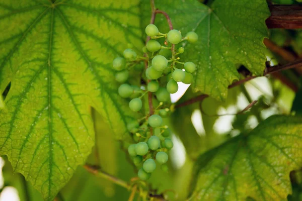 Musim Panas Hijau Muda Non Masak Anggur Meja Tumbuh Cabang — Stok Foto