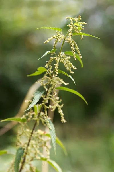 stock image In a meadow are flowering white nettle plants, Lamium album. It is native throughout Europe and Asia, growing in a variety of habitats from open grassland to woodland, background