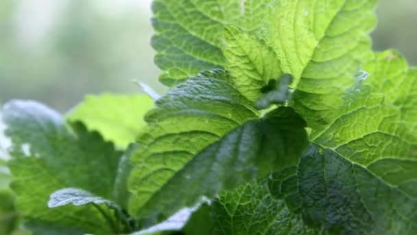 Freshly Harvested Melissa Green Medicinal Plant Tea Which Has Calming — Stock Video
