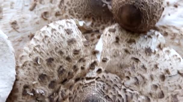Cogumelos Recém Colhidos Champinhons Maduros Abertos Ingrediente Delicioso Comida Visão — Vídeo de Stock