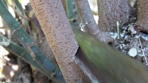 手動の金属製ののこぎりでメープルの枝を切断するプロセス 冬の薪を収穫する 音とビデオ ロイヤリティフリーストック映像