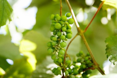 Genç yeşil yaz mevsimi olgunlaşmamış üzüm bağları yaz bahçesinde bir dalda yetişir ve olgunlaşır.