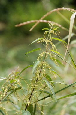 Yeşil çimenler arasındaki bir çayırda beyaz ısırgan otları çiçek açıyor, Lamium albümü. Avrupa ve Asya genelinde doğaldır, açık otlaktan ormanlık alana kadar çeşitli habitatlarda yetişir.