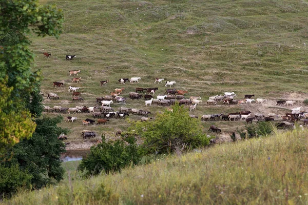 国内のヤギの大群れは夏に川沿いの牧草地で放牧に行く — ストック写真