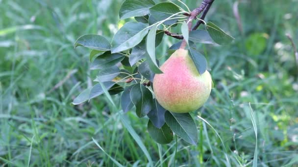 Ripe Big Pear Has Grown Matured Tree Beautiful Orchard Green — Αρχείο Βίντεο