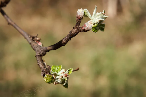 Início Primavera Botões Incharam Espalha Primeiras Folhas Árvore Fruto Pêra — Fotografia de Stock