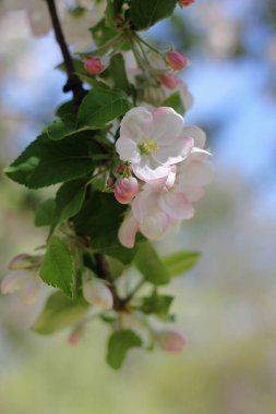 Çiçekli elma ağacı. Güzel, narin, büyük elma ağacı çiçekleri baharda bahçedeki ağaç dallarında çiçek açtı.