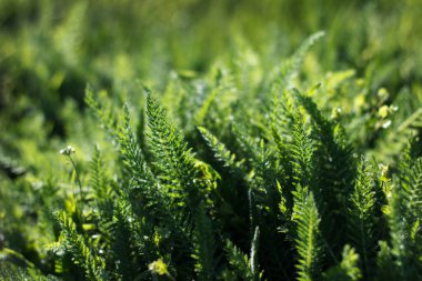 Kalın güzel yeşil sulu çimenler baharda yetişir güneş ışığında, arka planda