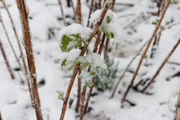 Zielone Liście Krzewach Malin Padał Śnieg Deszcz Wczesną Wiosną Niespodziewane — Zdjęcie stockowe