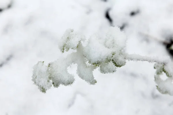Зеленые Листья Малиновом Кусте Снег Дождь Выпали Ранней Весной Неожиданные — стоковое фото