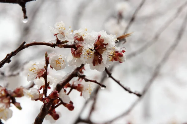 A sharp cold snap with rain and snow fell on an apricot fruit tree, which bloomed with dense white flowers in the garden in spring.