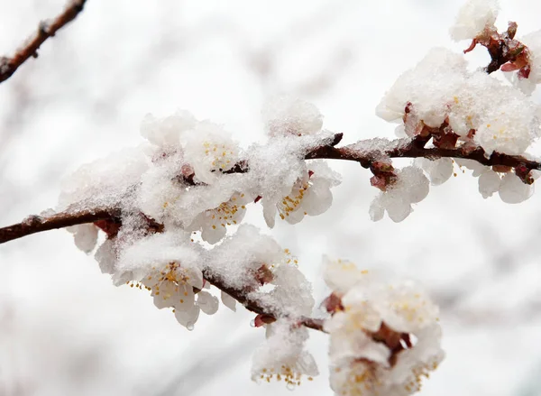 A sharp cold snap with rain and snow fell on an apricot fruit tree, which bloomed with dense white flowers in the garden in spring. Frosts in April, crop loss