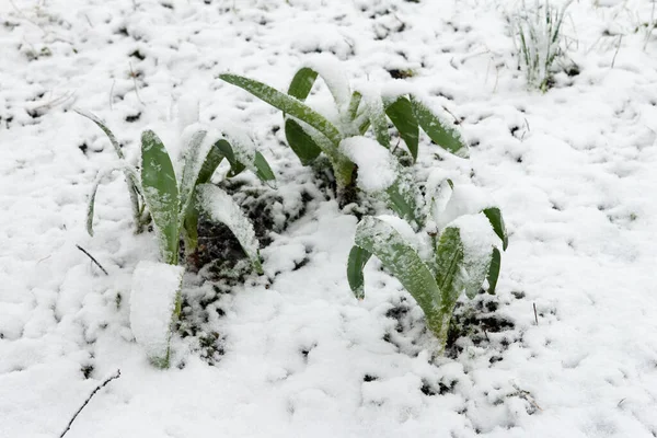 Baharda Filizlenen Sarımsak Yaprakları Yaprakları Kötü Hava Nedeniyle Karla Kaplıydı — Stok fotoğraf